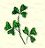 3-clover.jpg (1450 bytes)