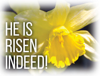 yellow daffodil - "He is risen, indeed!"