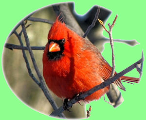 Winter cardinal - Fr. Brian Cavanaugh, TOR