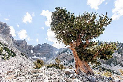 bristlecone pine