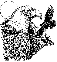 bald eagle