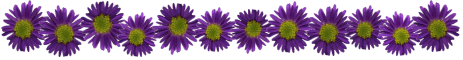 purple asters separator bar