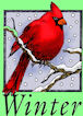 Cardinal in winter